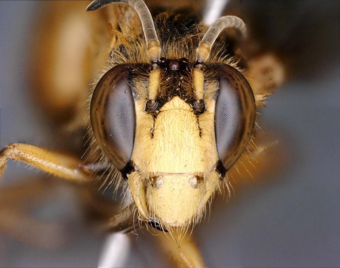 Two new solitary bee species—Elaphropoda triangulata and Habropoda adi—have been identified in Arunachal Pradesh